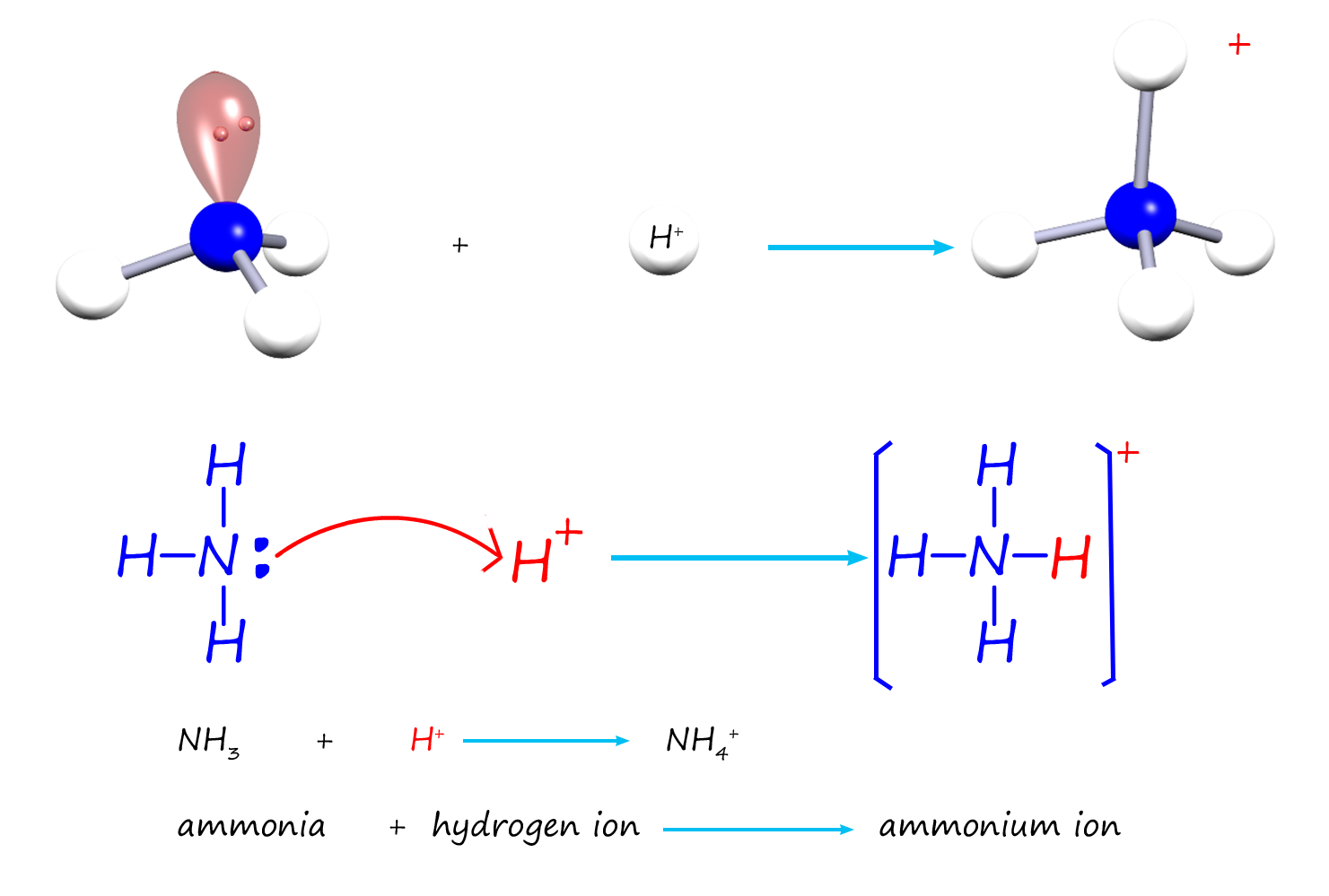 The formation of an ammonium ion from the reaction of an ammonia molecule with a hydrogen ion.  The ammonia supplies both electrons to form a dative covalent bond with the hydrogen ion.